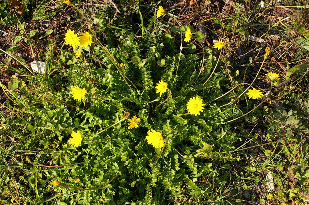 Composita gialla da determinare